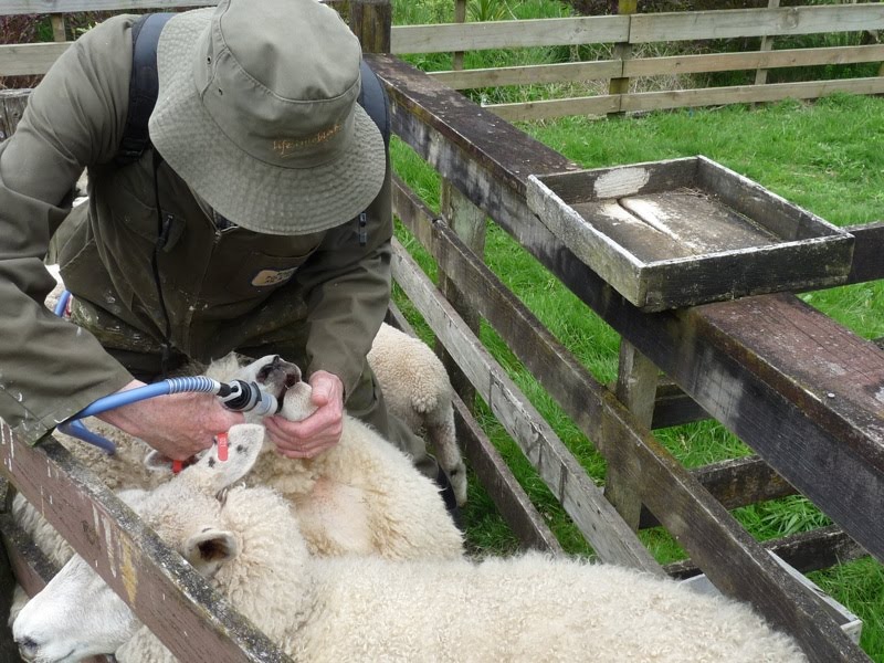 [Drech+sheep+3+SM.jpg]