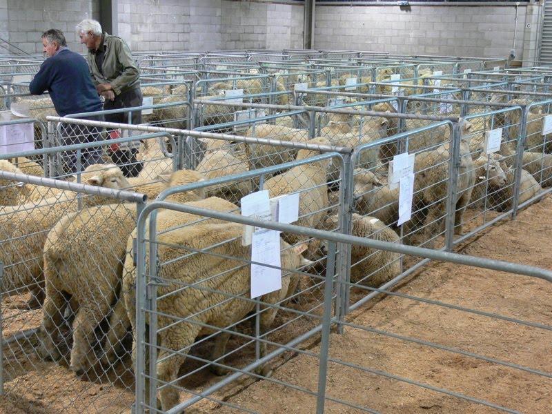 [Rams+at+sale.jpg]