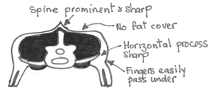 [sheepcondition1.jpg]