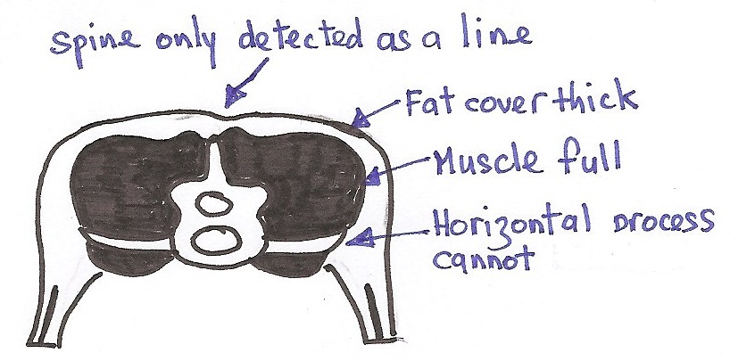 [sheepcondition4.jpg]