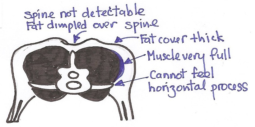 [sheepcondition5.jpg]