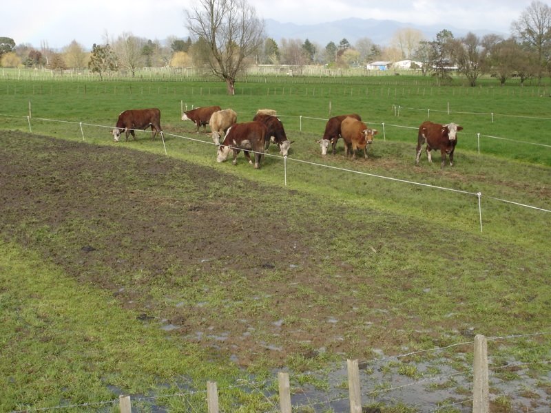 [Cattle+strip+graze+pugging+SM.jpg]