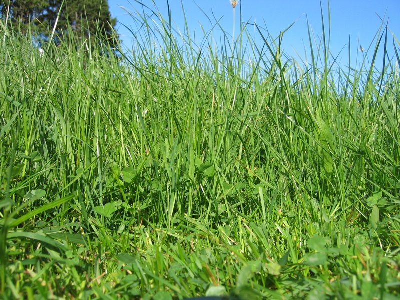 [low+down+pasture+pix+SM.jpg]