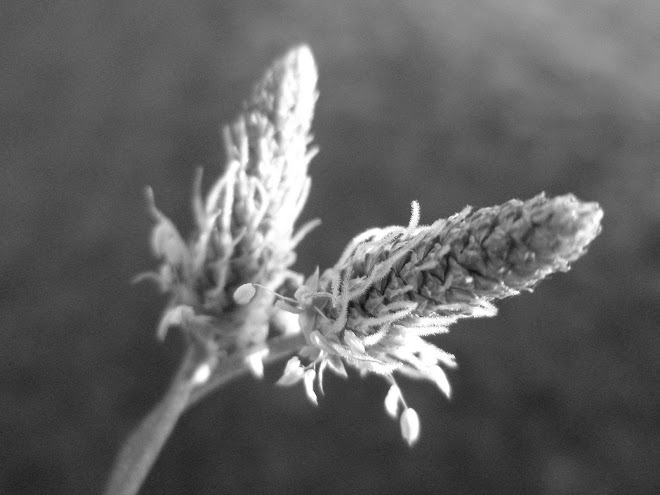 to some it's just a weed...