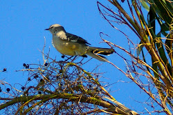 mockingbird northern state birds week bird florida arkansas