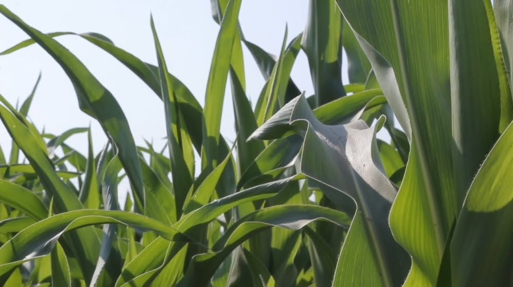 jonni on hd How to achieve shallow depth of field when shooting video