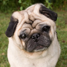 Pugsy-I've been adopted too!