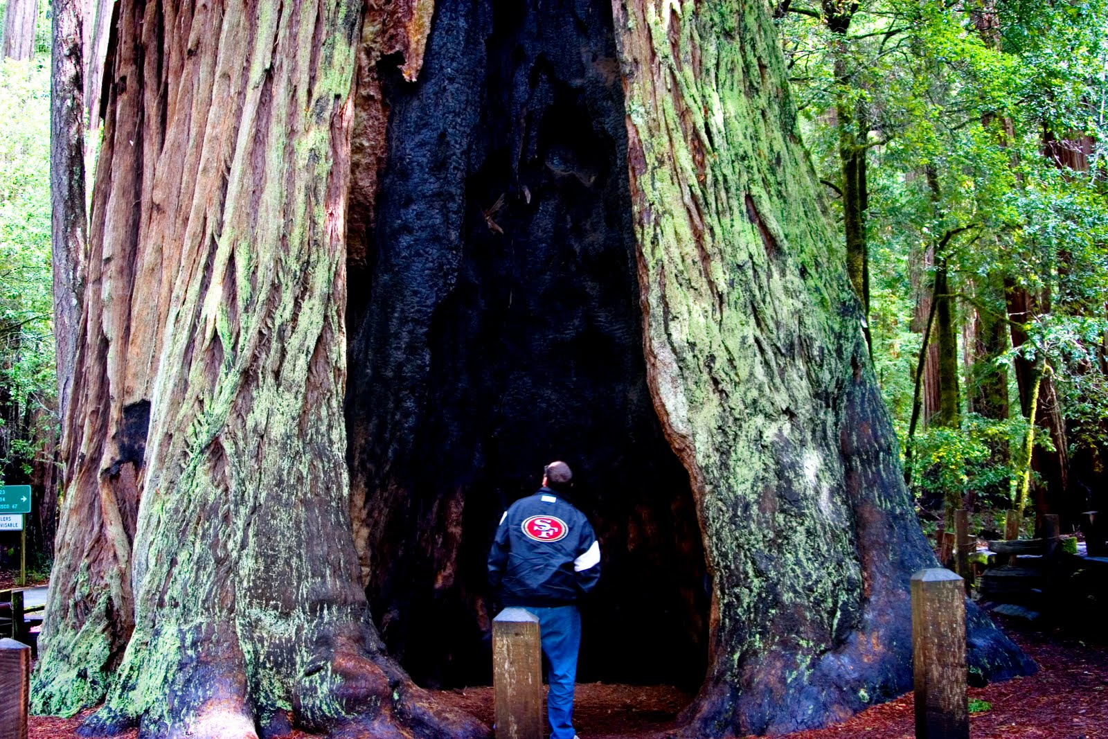 Worth a thousand words Redwoods