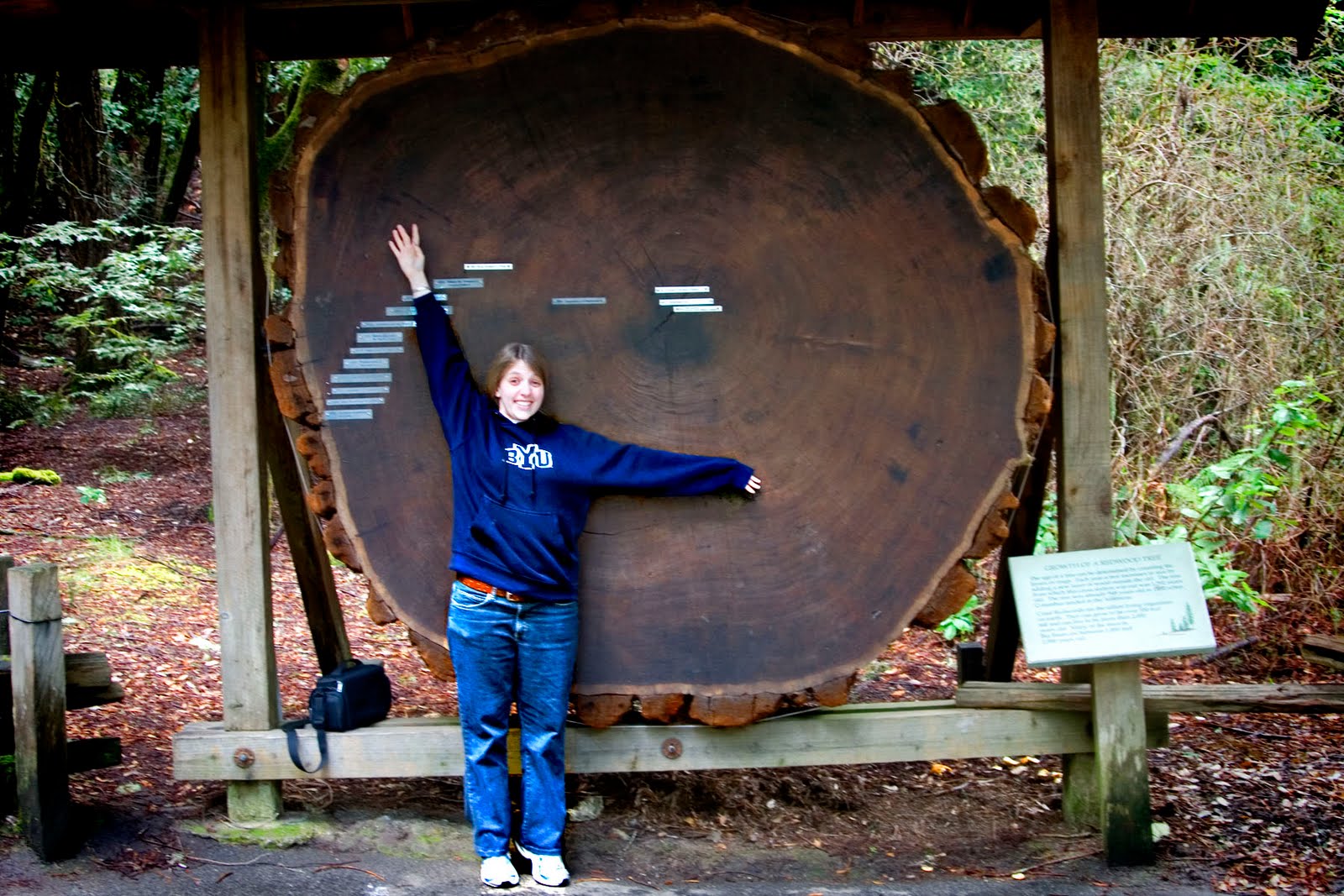 Worth a thousand words Redwoods