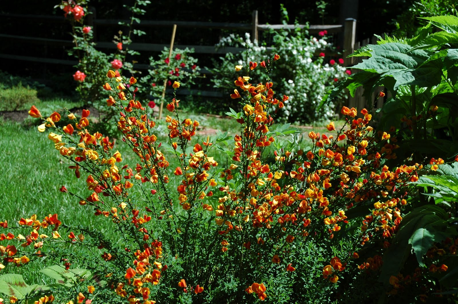 Cytisus Scoparius Flowering Broom Shrub Stock Photos Cytisus