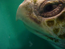 sea cute marine turtle kemp ridley rescue animal species