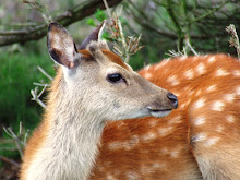 DEER IN POOLE, DORSET.