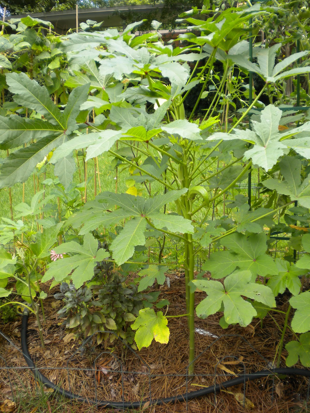 Pam Plants A Garden We have okra!