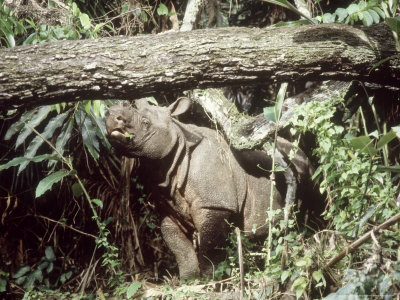 Javan Rhinoceros