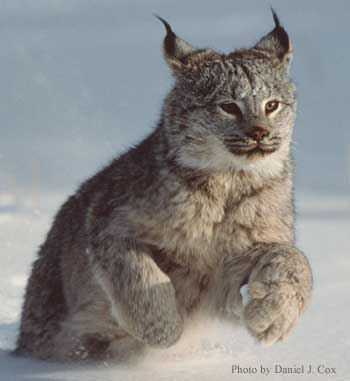 Lynx