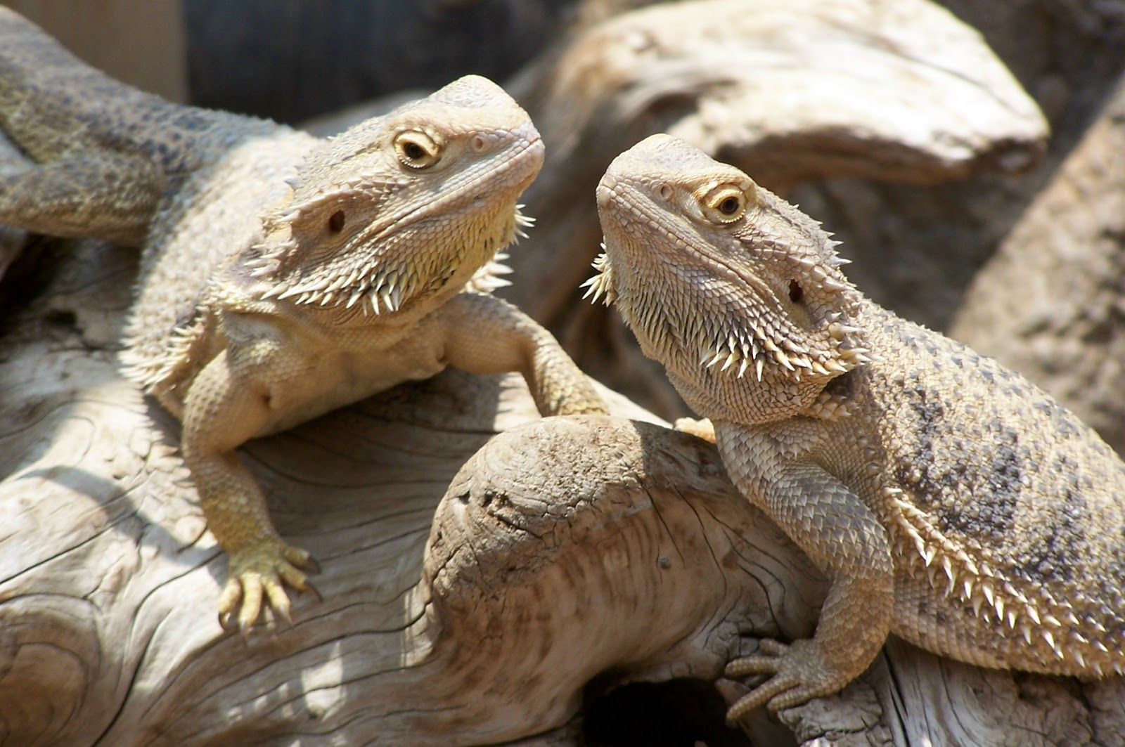 a_pair_of_bearded_dragon_lizards.jpg