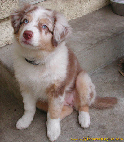 red merle puppy... so adorable!!