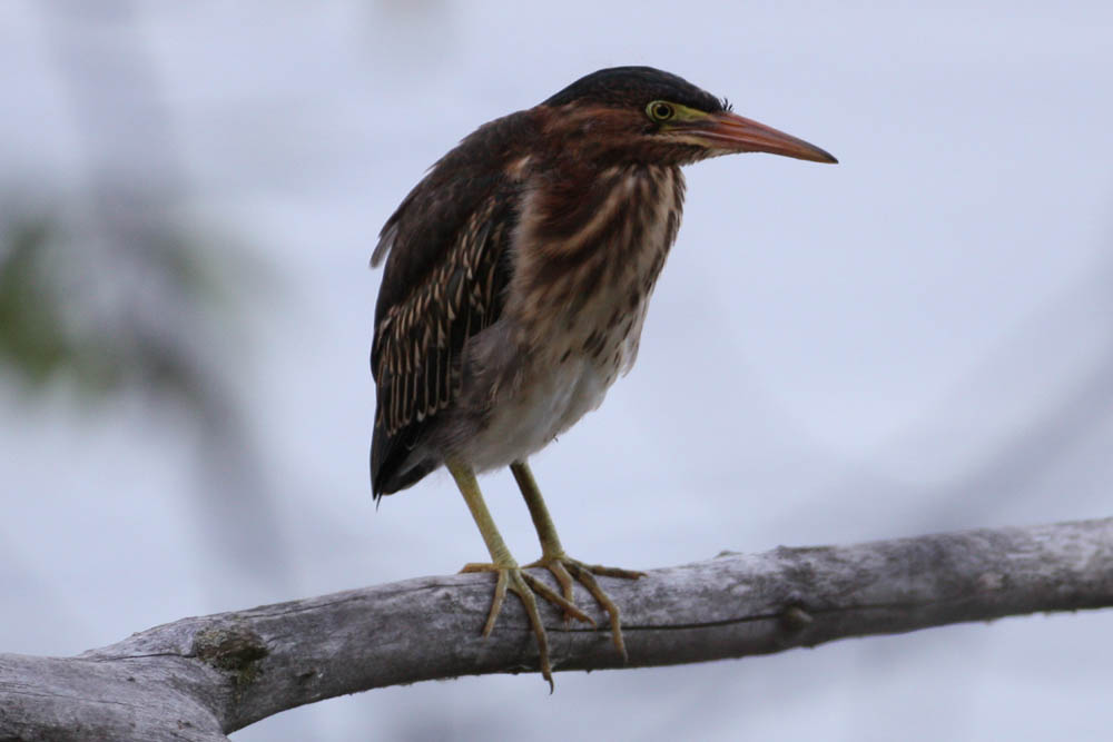 [GreenHeron2.jpg]