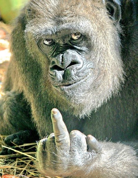 [monkey+see.jpg]