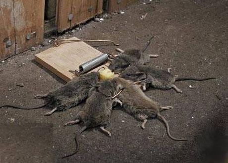 Mouse%20Trap-thumb-520x371.jpg