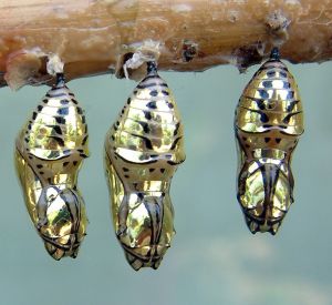[270267_chrysalis.jpg]
