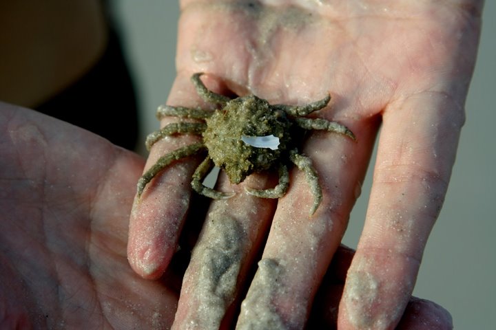 [crab.JPG]