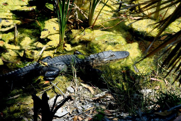 [alligator.JPG]