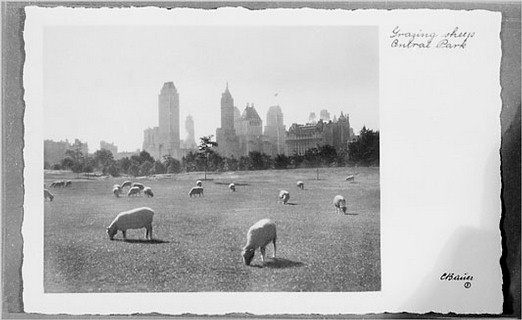 [sheep-533.jpg]