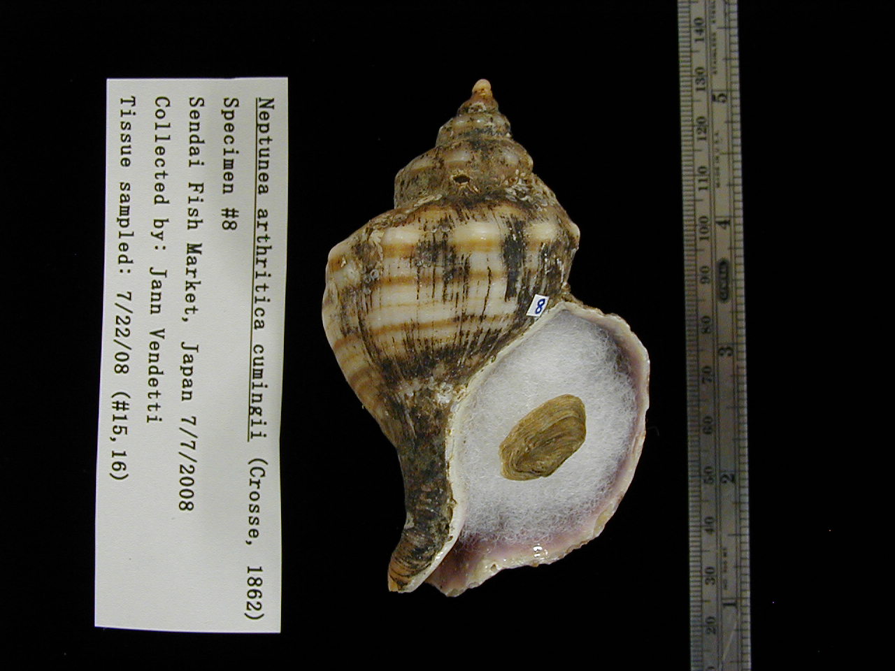 [image_specimen_8.JPG]