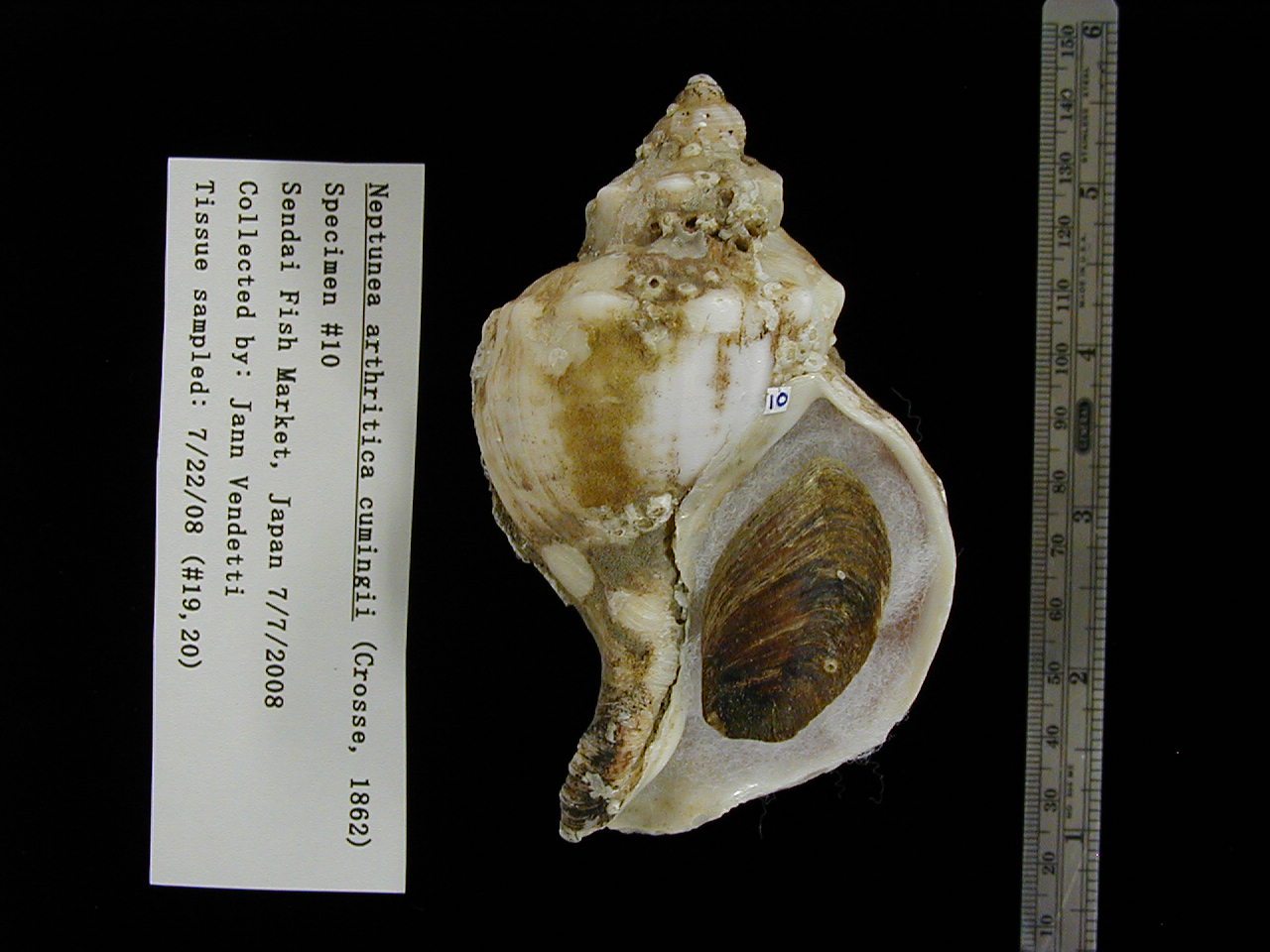 [image_specimen_10.JPG]