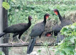 Pavas Aliblancas en GRUPO