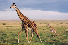 Giraffe (Geri)
