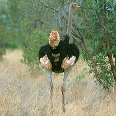 Somali Ostrich is the most beautiful ostrich in the world