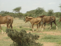 Somali Horses