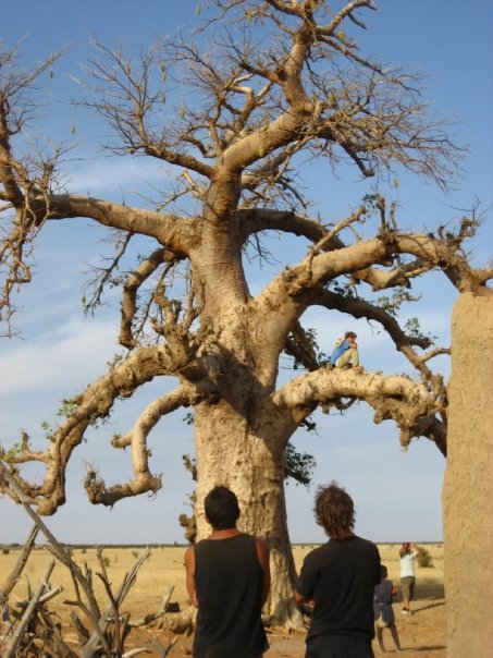 al fin llegamos el arbol esperado