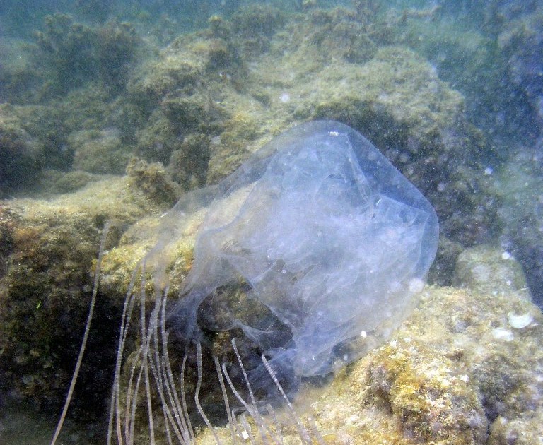 a box jellyfish a box jellyfish