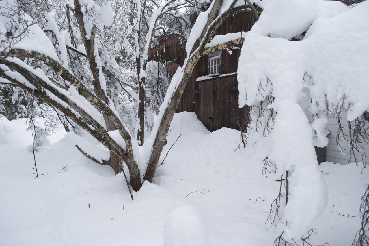 Flower Hill Farm Seasonal Musings Part Seven Farmhouse Front Garden West