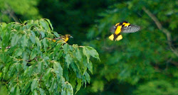 birds baltimore crying orioles parenting vlll fledglings momma papa both something below were