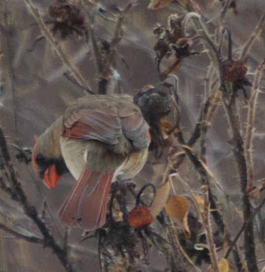 Flower Hill Farm: Birds In Review Part XIII \u0026#39;Living Bird ...