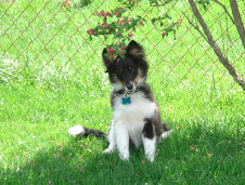 Piper in the spring 2007