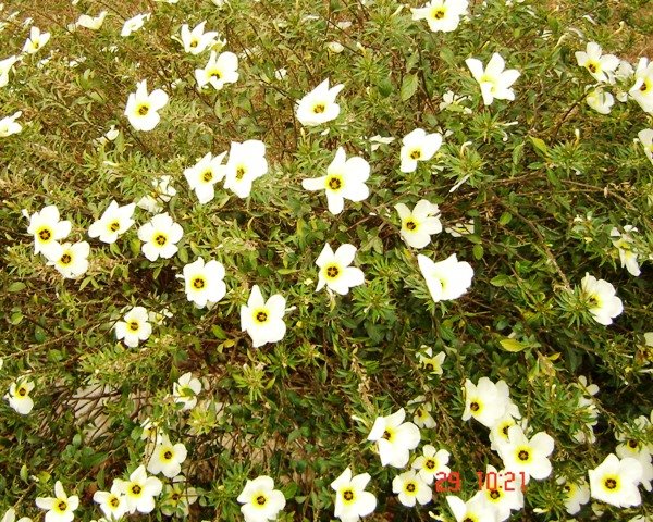 Flores do Campo