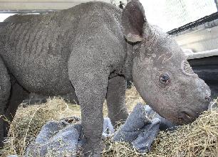 [baby+Black+Rhino+arrive+at+Moholoholo+Animal+Rehab+Centre.JPG]