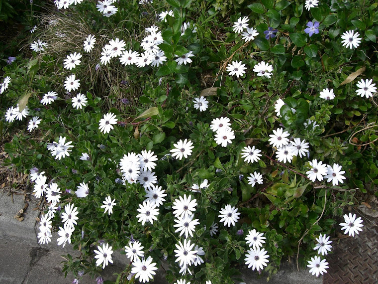 Sweet Daisies