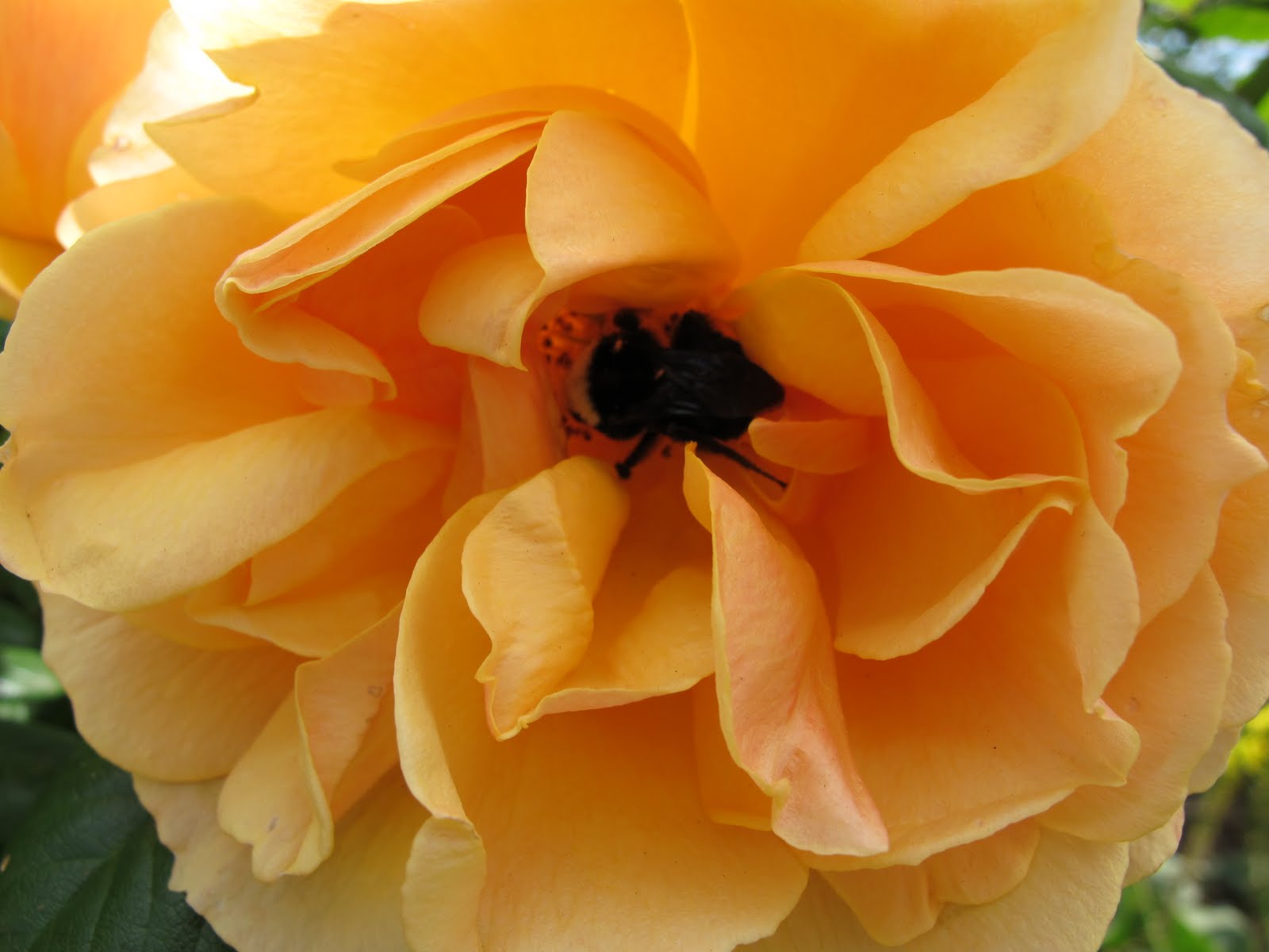 Pennsylvania Street Gardens: Plant Profile: Rosa