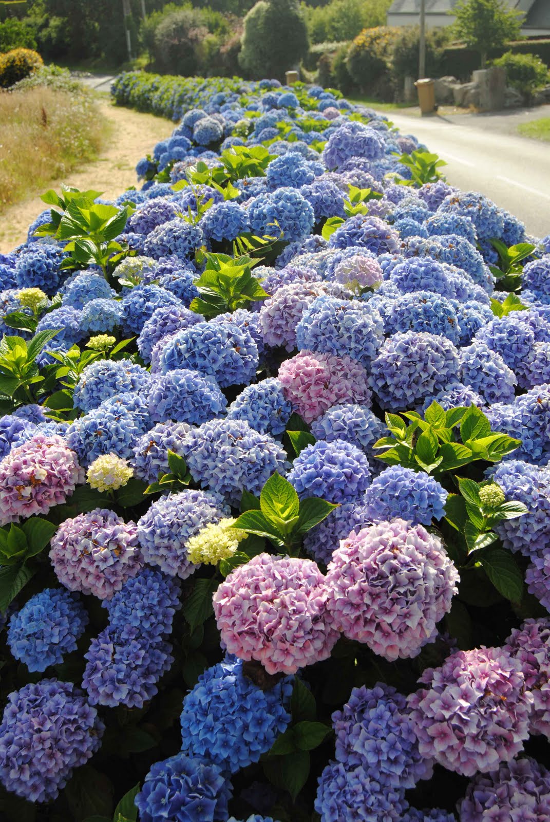 Bretagne-Bilder: Blumen im August