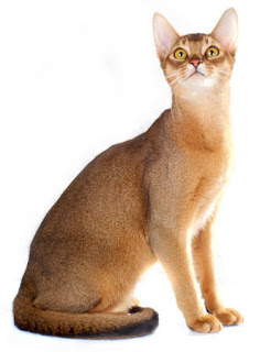 Natural Balance Cat Food Reviews Natural Balance Cat Food Reviews