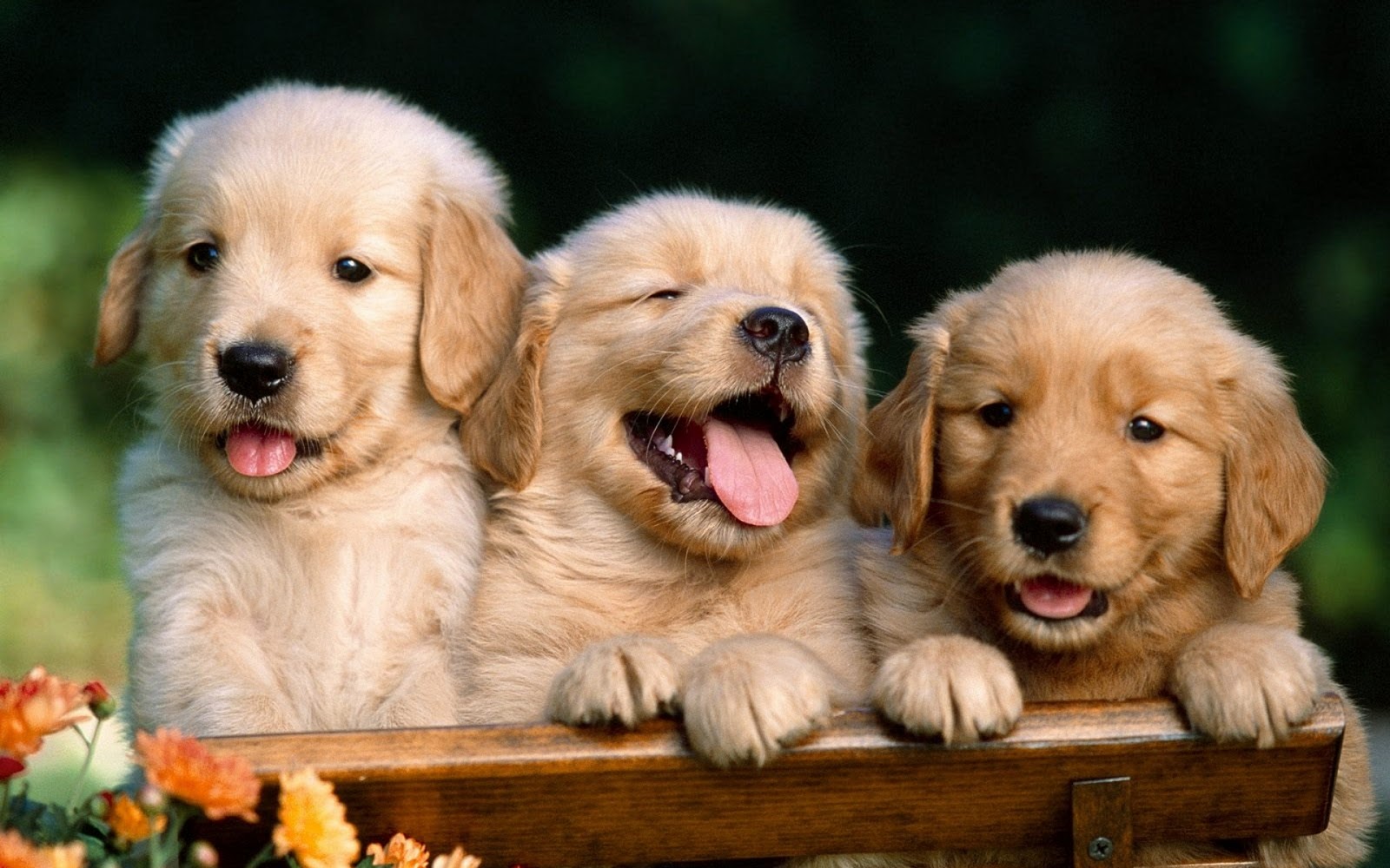 Cute Puppies Photo Dog Wallpapers Backgrounds Dogs Wallpapers