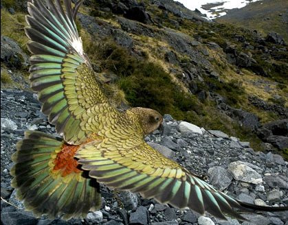 [oxford_scientific_parrot.jpg]