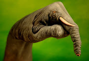 Elephant on hand