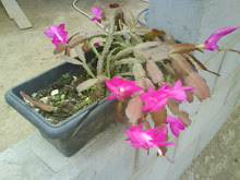 minhas flores